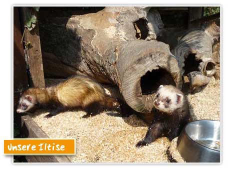Iltisse im Wildpark Westerwald Iltisse im Wildpark Westerwald