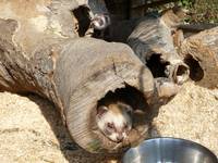 Die Gackenbacher Frettchen spielen Verstecken