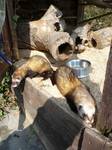 Iltisse Marie und Maxi im Wildpark Westerwald