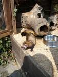 Iltisse auf Futter-Suche im Wildpark