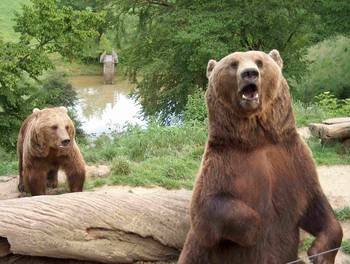 Familie Braunbaer im Wildpark Westerwald