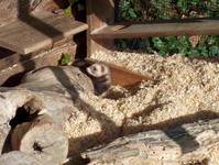 Iltis im Wildpark Westerwald